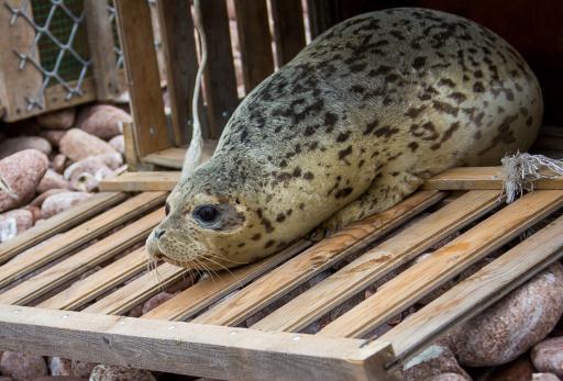 В заливе Петра Великого во Владивостоке выпустили на свободу троих тюленей