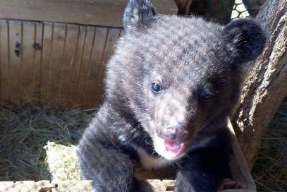 Гималайский медвежонок-сирота из Хабаровска поедет в подмосковный приют