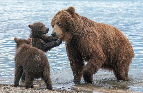 Фотограф заснял медвежат со своей мамой на Курильском озере