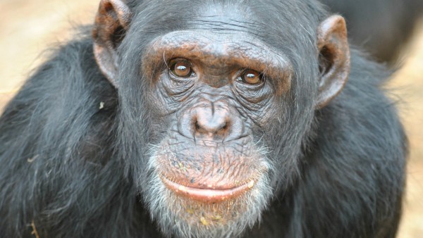 В США суд наделил пару шимпанзе правами человека
