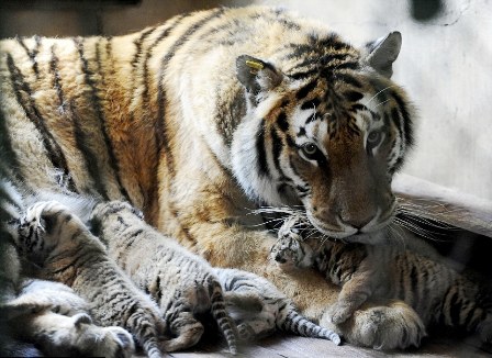 В китайском заповеднике амурская тигрица родила пять малышей