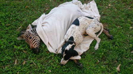 В Зимбабве пес выходил раненного зебрёнка