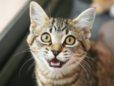 Специалисты попытались раскрыть тайны «кошачьего языка»