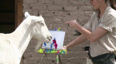Коза-художница появилась в зоопарке Альбукерке