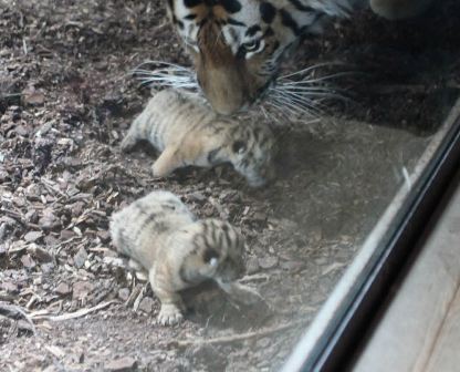 У амурской тигрицы из норвежского зоопарка появилось потомство
