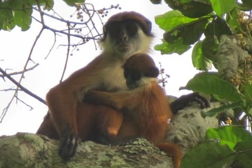 В лесах Конго засняли обезьяну, которую считали вымершей