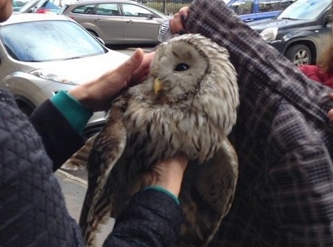 В Санкт-Петербурге сову спасли от ворон