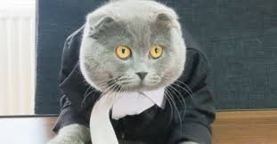 Румынская фирма взяла кота на должность менеджера по рекламе