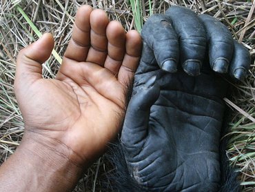 Рука шимпанзе оказалась совершеннее руки человека