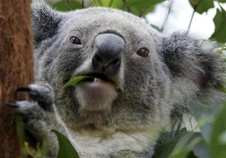Ученые выяснили, что самцы коал в сезон размножения сильно шумят