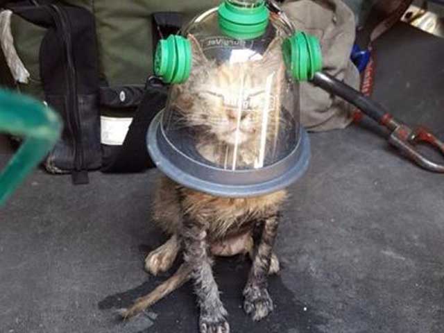 Пожарные спасли котенка при помощи специальной кислородной маски