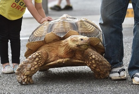 Японец гуляет по улицам с огромной африканской черепахой