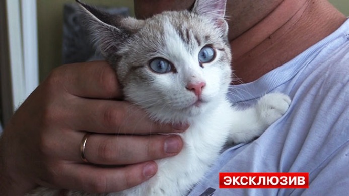 В Новосибирске котенок выжил, упав с 19 этажа на автомобиль
