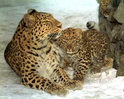 Редчайших дальневосточных леопардов поселят на новых территориях в Приморье