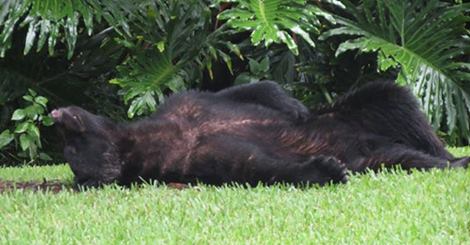 Во Флориде медведь наелся корма для собак и уснул во дворе дома