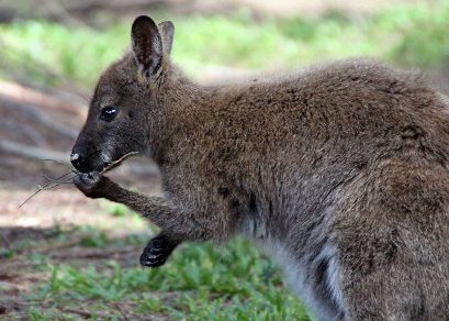 Почти все кенгуру оказались левшами, выяснили российские зоологи