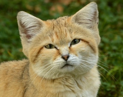 Зоопарк Новосибирска отправил барханных котов в США