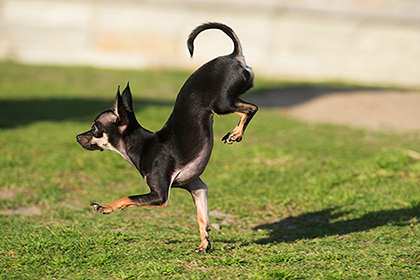 Калифорнийская собачка стала рекордсменом в беге на передних лапах