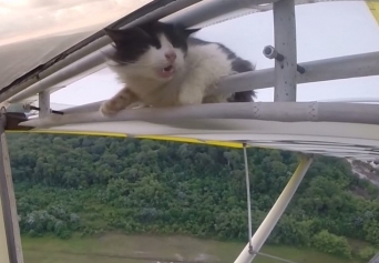 Кот случайно оказался на борту небольшого самолета и прославился на весь мир