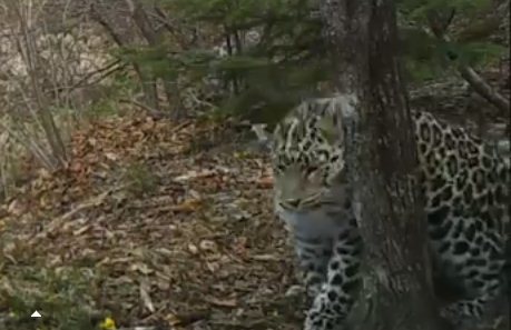 Самка дальневосточного леопарда 