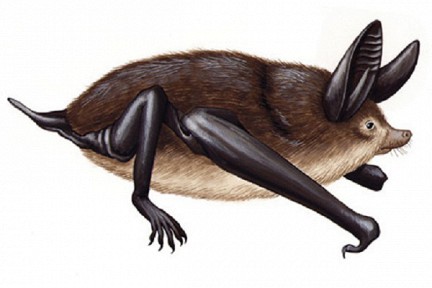 В Новой Зеландии в древности жила огромная летучая мышь