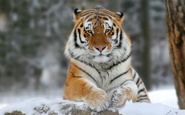 В России подсчитали амурских тигров и дальневосточных леопардов