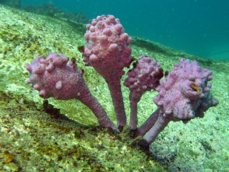 Морские биологи обнаружили множество новых необычных видов существ в водах Филип...
