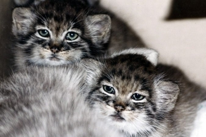 В Новосибирском зоопарке можно увидеть детенышей кота манула