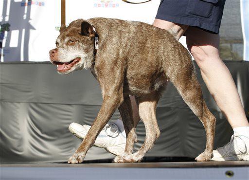 Неказистая Квази Модо победила в конкурсе самых уродливых собак