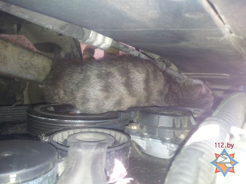 В Минске спасли кота, попавшего в моторный отсек автомобиля