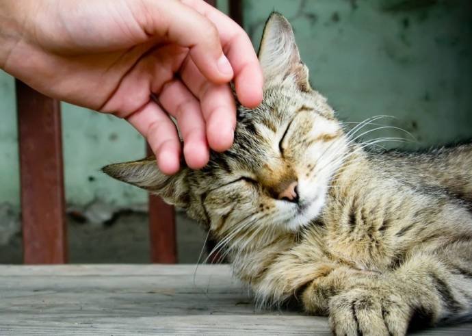 Ученые выяснили, как правильно гладить кошек