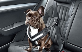 Skoda представила ремень безопасности для собак