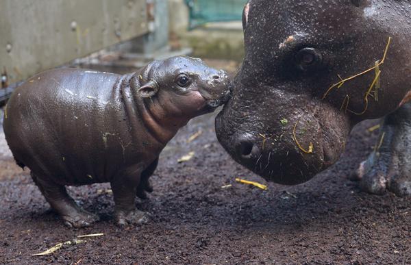 Детёныш карликового бегемота дебютировал в зоопарке Мельбурна