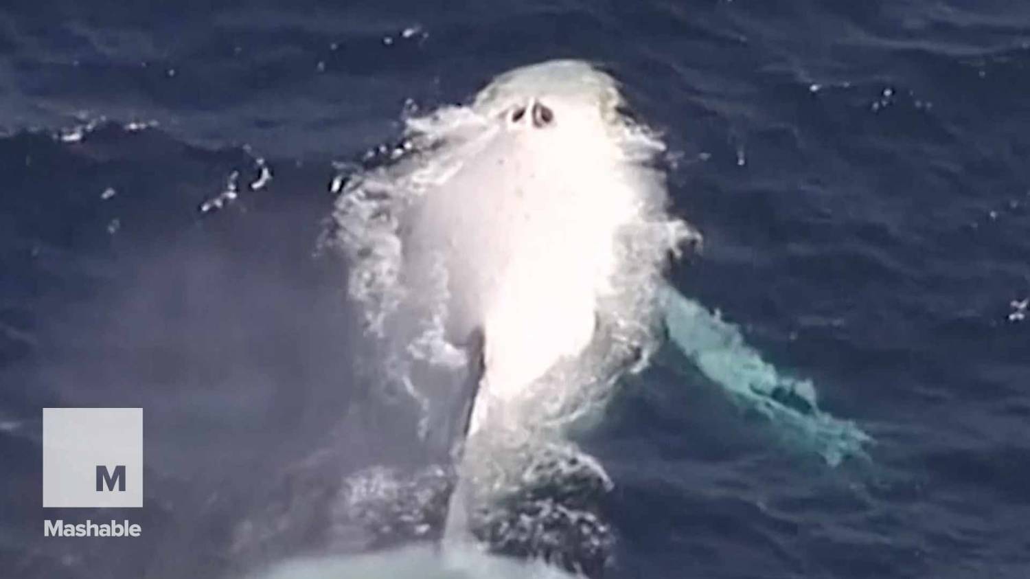 У берегов Австралии заметили белого кита