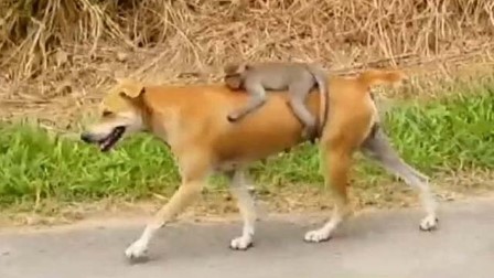 В Малайзии собака возит на своей спине обезьянку