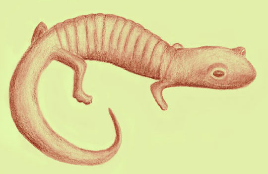 Древнюю саламандру впервые нашли в янтаре