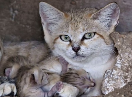 В израильском зоопарке родились три барханных котёнка