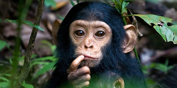 Шимпанзе используют глину для очищения организма