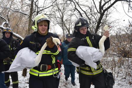 В Москве прошла операция по спасению пары лебедей с пруда
