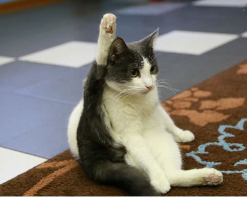 Кошачья йога по-красноярски