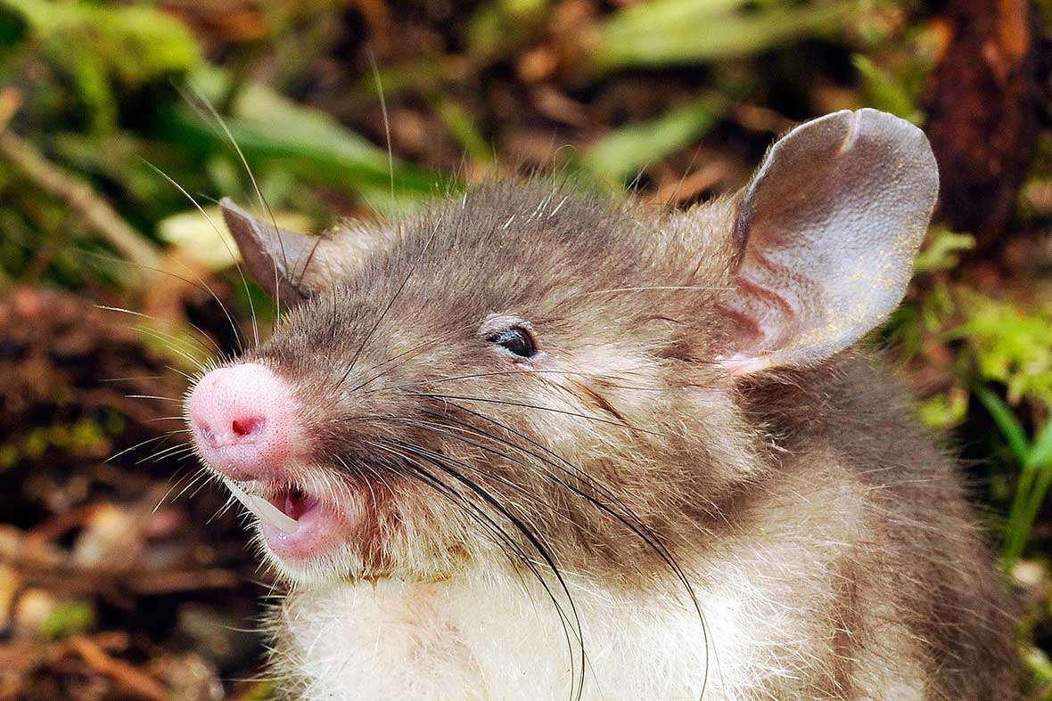 Землеройковые крысы с острова Сулавеси