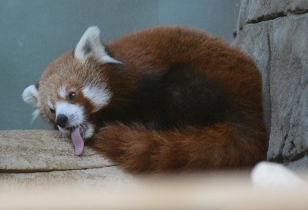 В Московский зоопарк приехал долгожданный самец красной панды