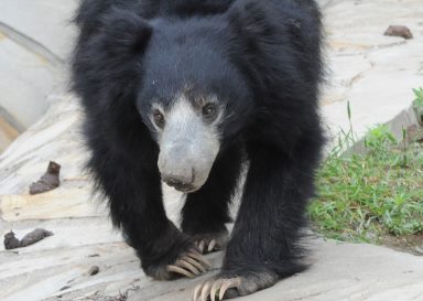 Медведи из московского зоопарка научились манипулировать посетителями