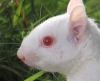 В Великобритании белку - альбиноса спасли от расправы сородичей