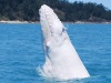 В Австралии нашли белого китенка