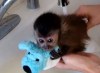 Минутка для умиления: маленькая обезьянка принимает ванну