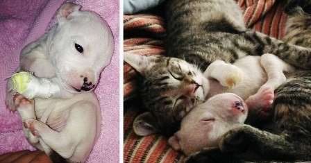 Кошки помогают выжить щенку, которого едва не съела собака-мать