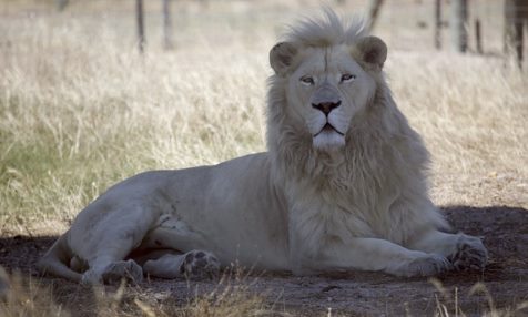 В ЮАР перенёсший стерилизацию лев внезапно стал отцом