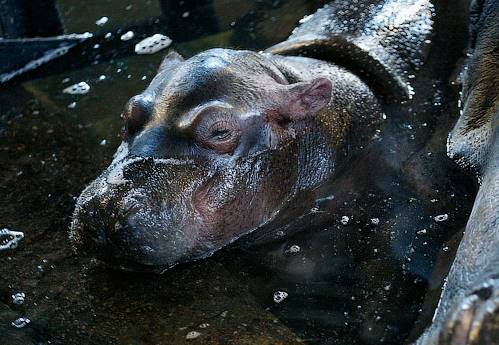 Первые фото детеныша бегемота из Калининградского зоопарка