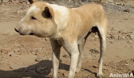 В Индии прооперировали бродячую собаку с раздутой мордой